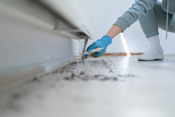 Best Termite Control Services  in Fort Pierce South, FL